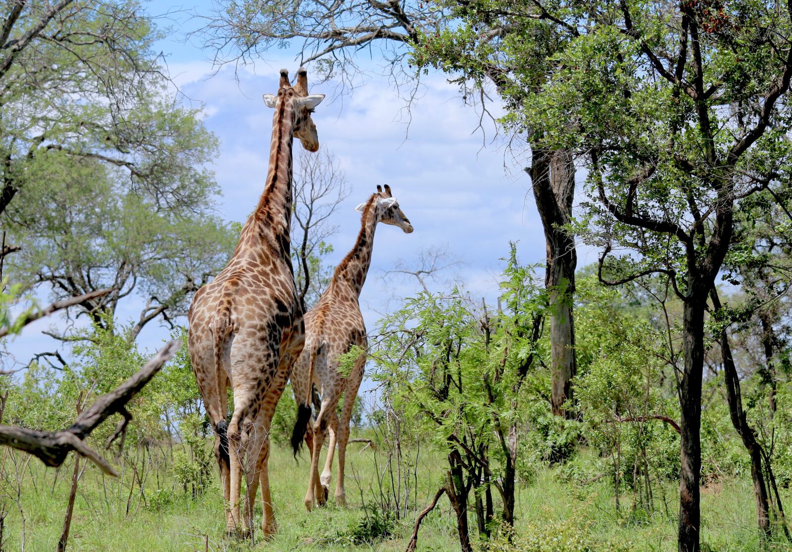 Canon EOS 70D sample photo. Giraffes, safari, africa photography