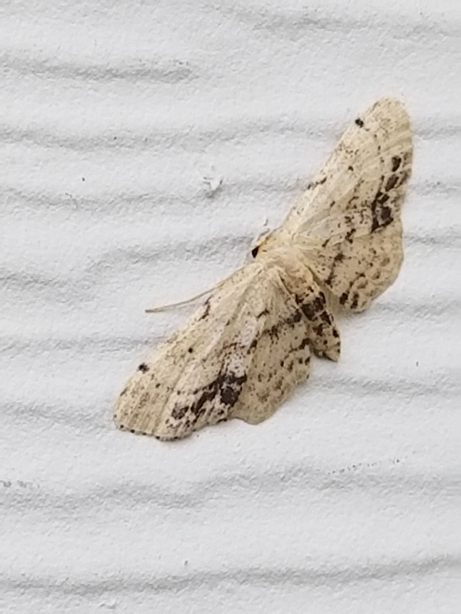 Samsung Galaxy S8 sample photo. Moth, nature, insects photography