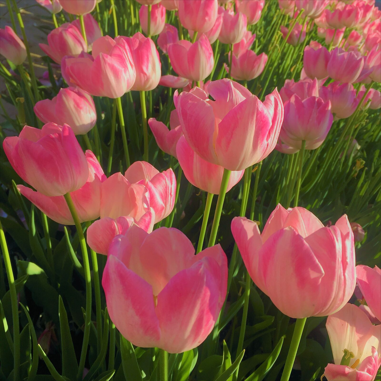 Apple iPhone 6s sample photo. Tulips, nature, spring photography
