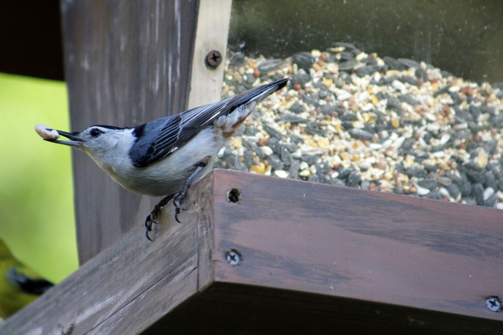 Canon EOS 550D (EOS Rebel T2i / EOS Kiss X4) sample photo. Bird, nature, outdoors photography