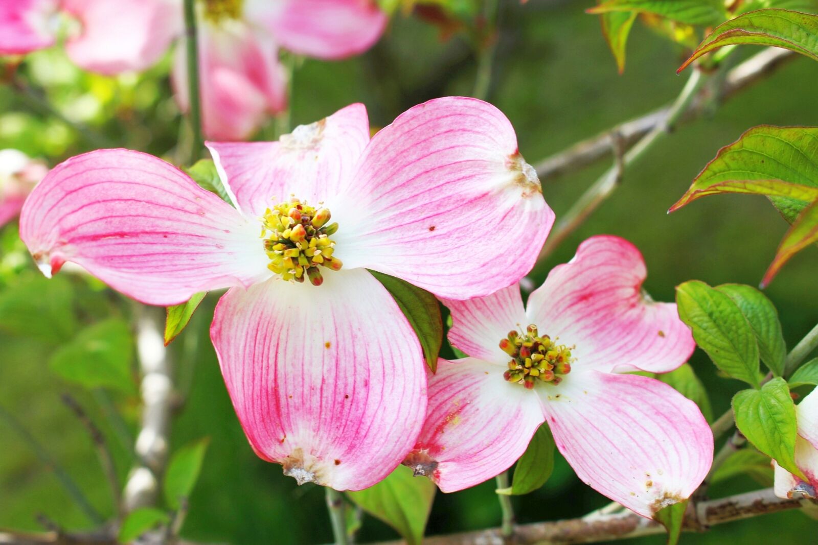 Canon EOS 700D (EOS Rebel T5i / EOS Kiss X7i) sample photo. Flower, plant, dogwood photography