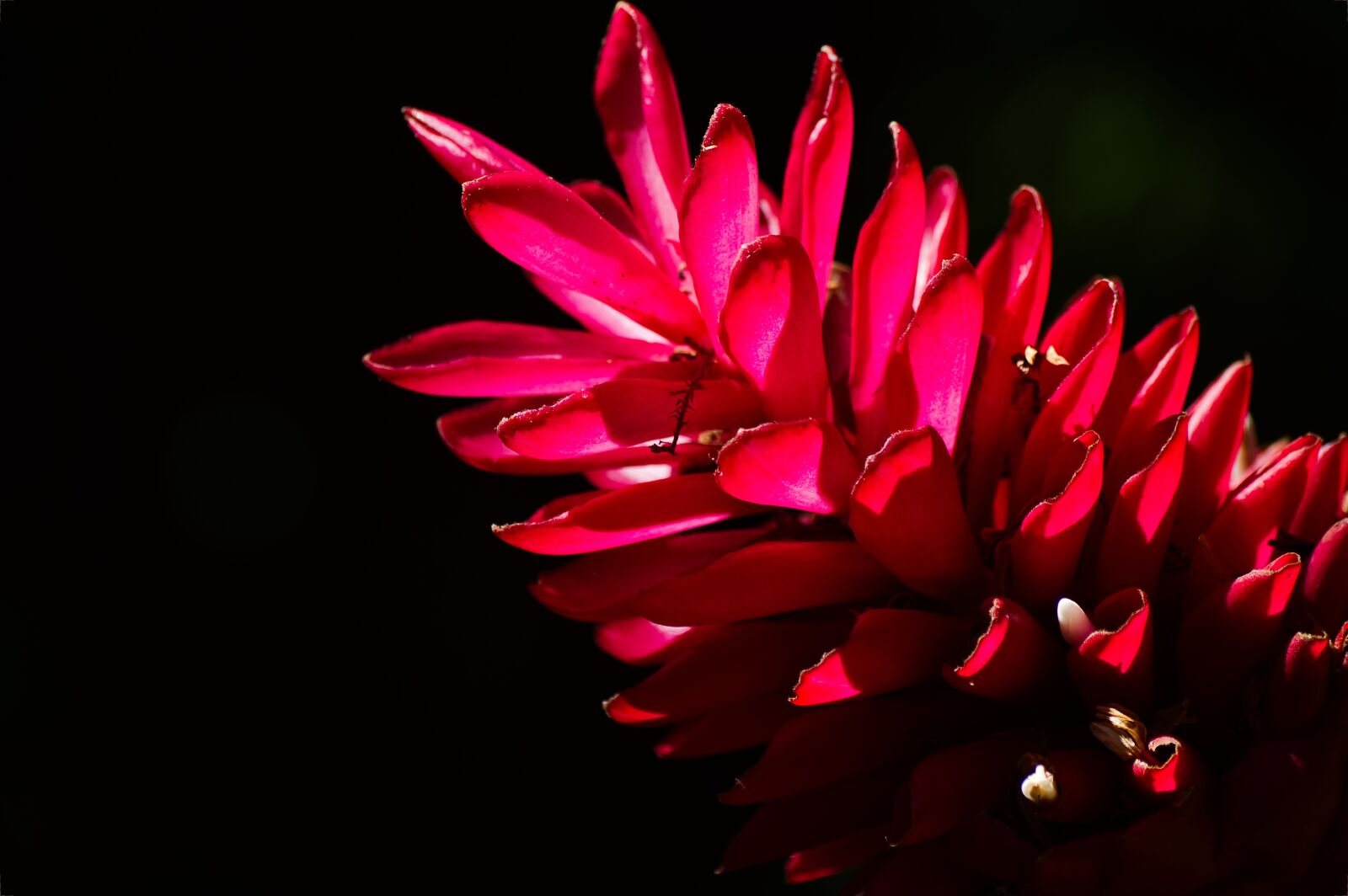 Nikon D3200 sample photo. Costa rica, alpinia, flower photography
