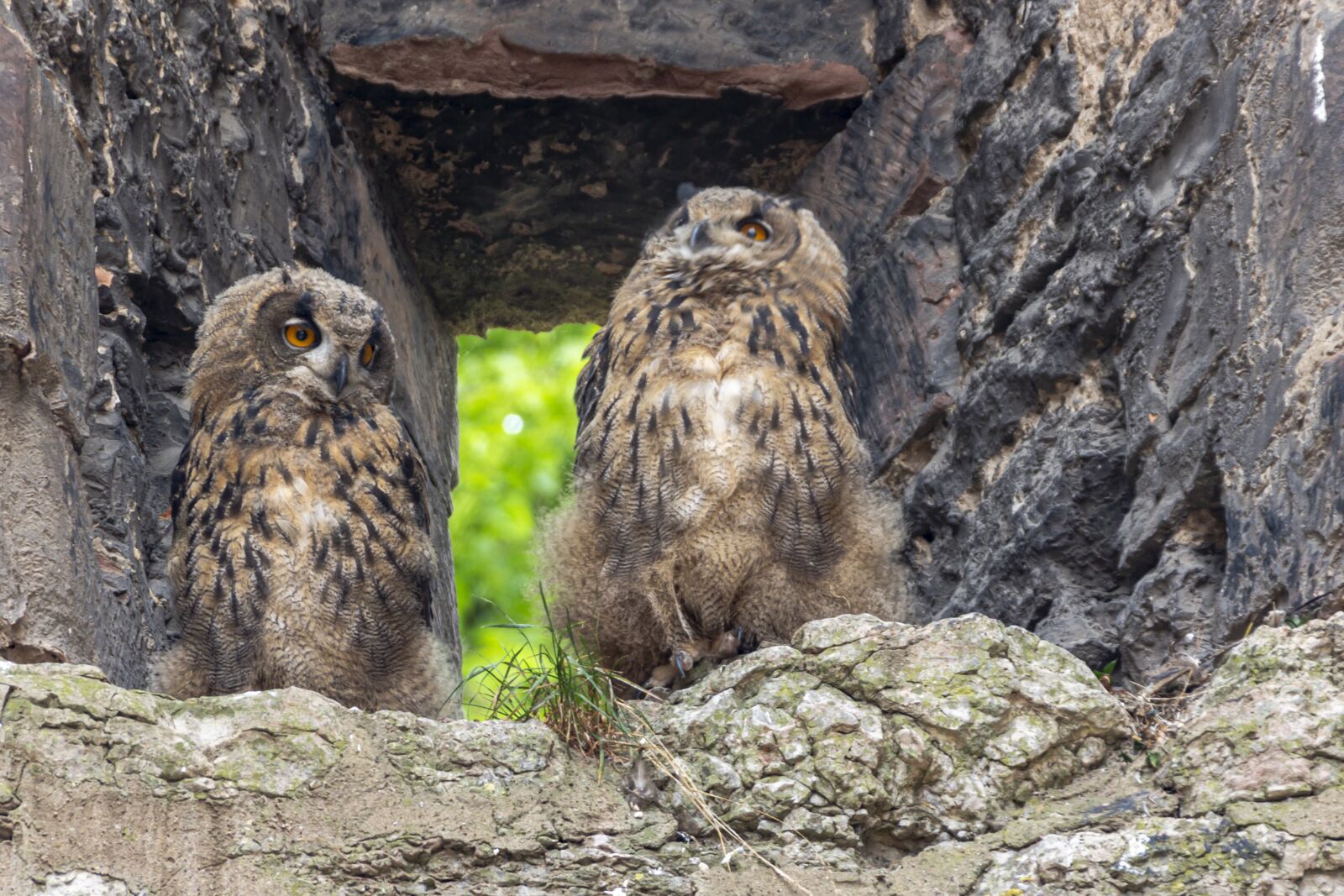Canon EOS 650D (EOS Rebel T4i / EOS Kiss X6i) sample photo. Bird, owl, bird of photography