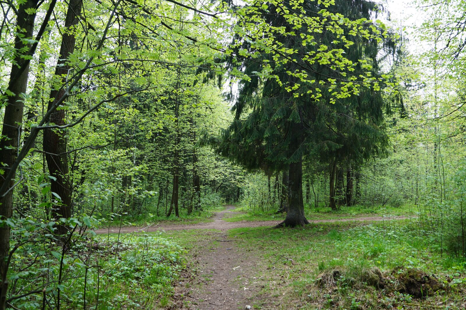 Sony SLT-A57 sample photo. Forest, silence, nature photography