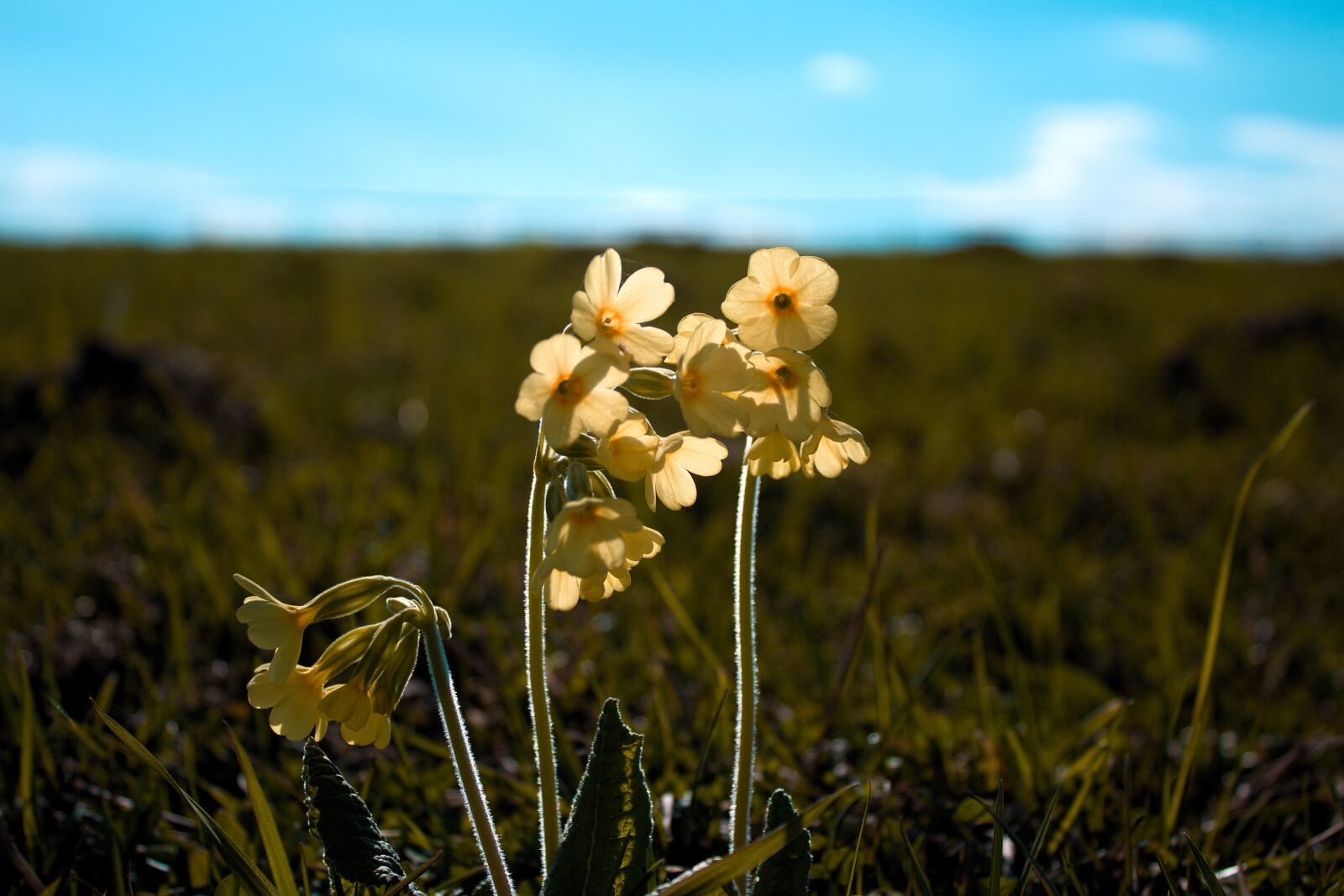 Canon EF-S 18-55mm F3.5-5.6 III sample photo. Spring, nature, primrose photography