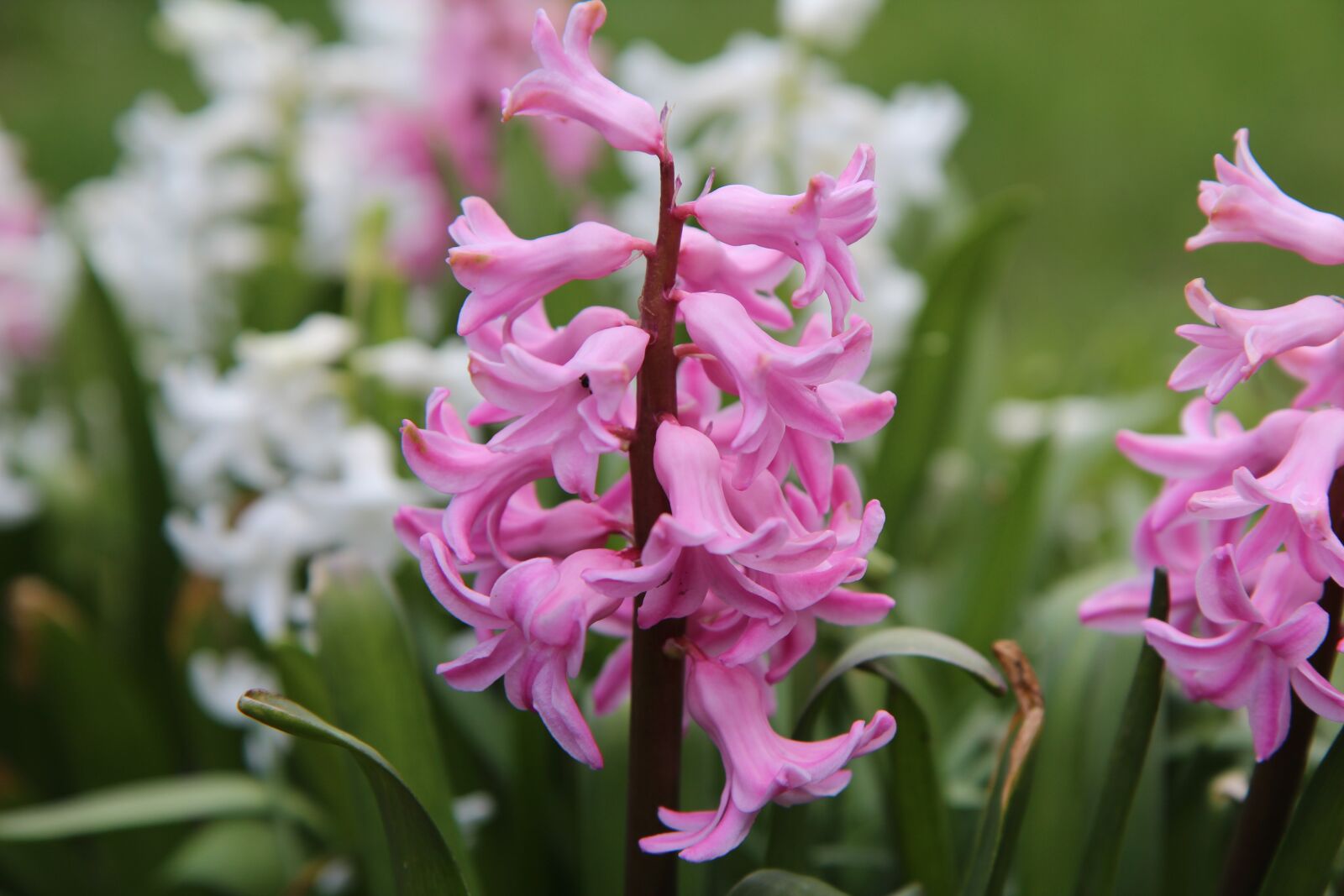 Canon EOS 600D (Rebel EOS T3i / EOS Kiss X5) sample photo. Hyacinth pink, spring, flowering photography