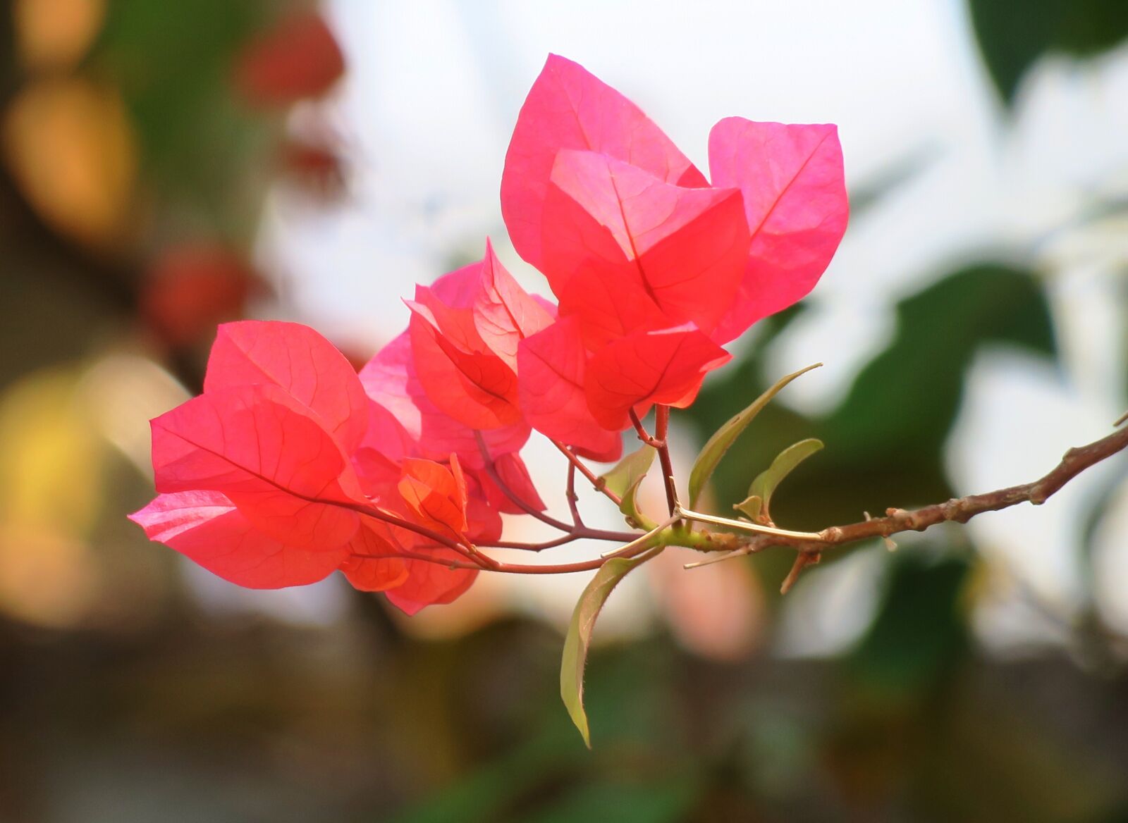 Canon PowerShot G3 X sample photo. Flower, plant, nature photography