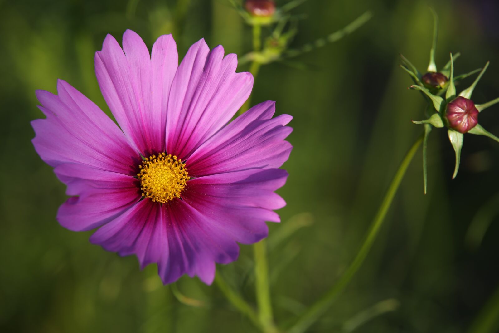 Tamron 70-210mm F4 Di VC USD sample photo. Cosmos flower, pink cosmos photography