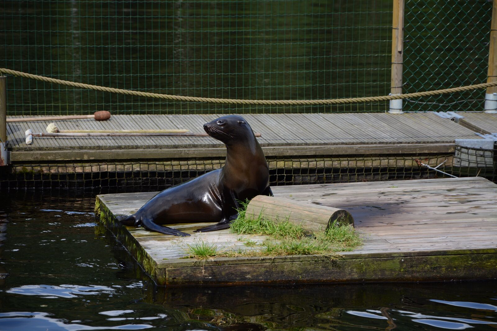 Nikon D7100 sample photo. Seal, lake, bor s photography