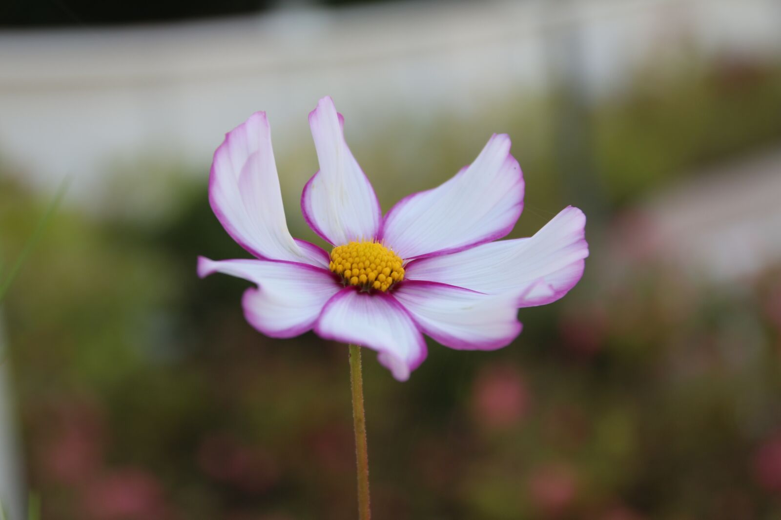 Canon EOS 700D (EOS Rebel T5i / EOS Kiss X7i) sample photo. Cosmos, flower, plant photography