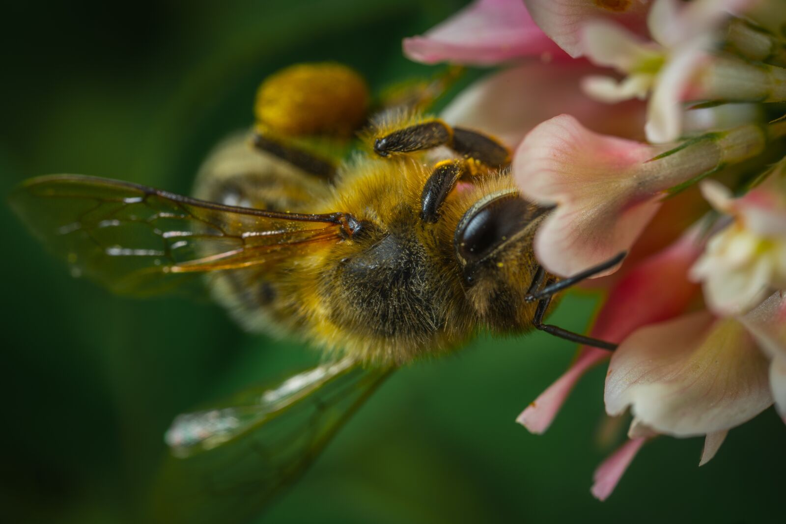 #124 65/2.8 sample photo. Nature, flower, bee photography
