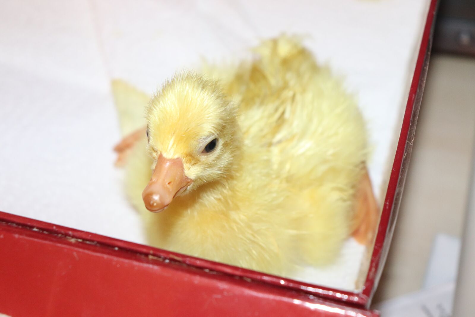 Canon EF-S 18-55mm F4-5.6 IS STM sample photo. Duck, duckling, cute photography