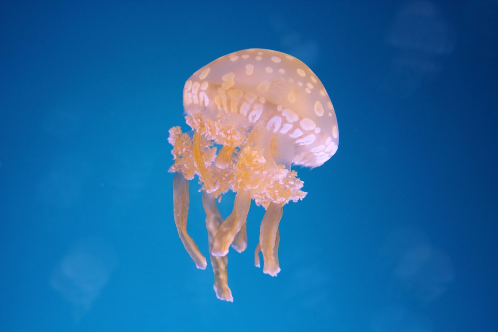 Canon EOS 600D (Rebel EOS T3i / EOS Kiss X5) sample photo. Ocean, jellyfish, fish photography