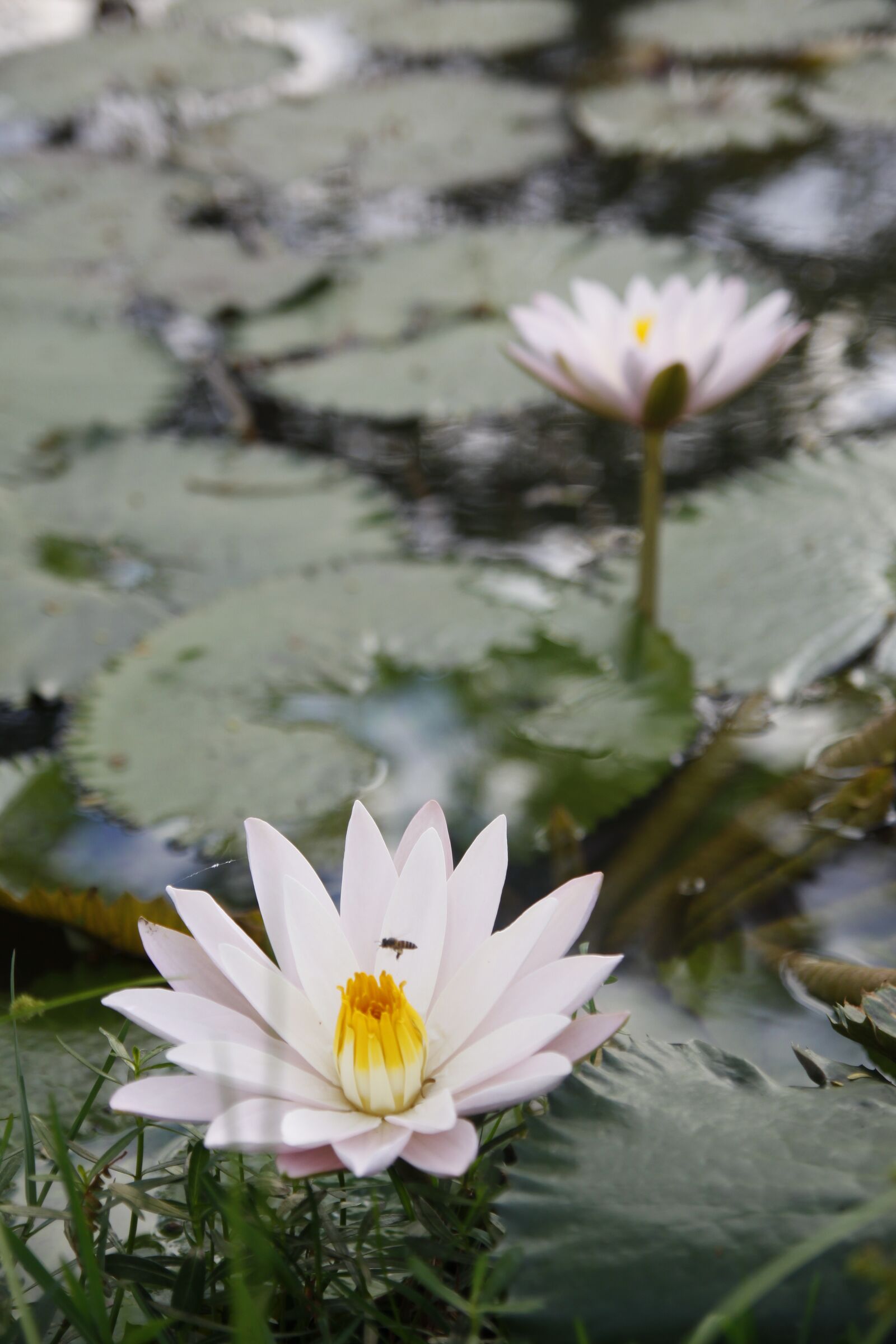 Canon EOS 50D sample photo. Water lily, pond, bloom photography