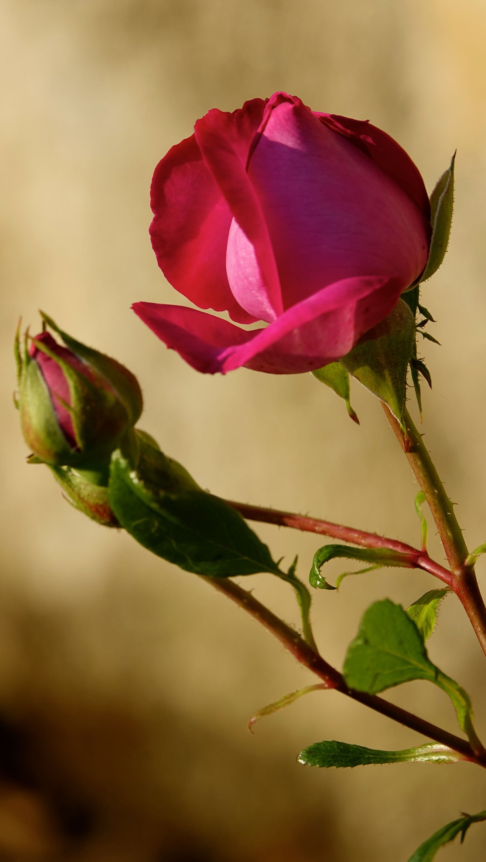 Sony Cyber-shot DSC-RX10 III sample photo. Red rose, garden, nature photography