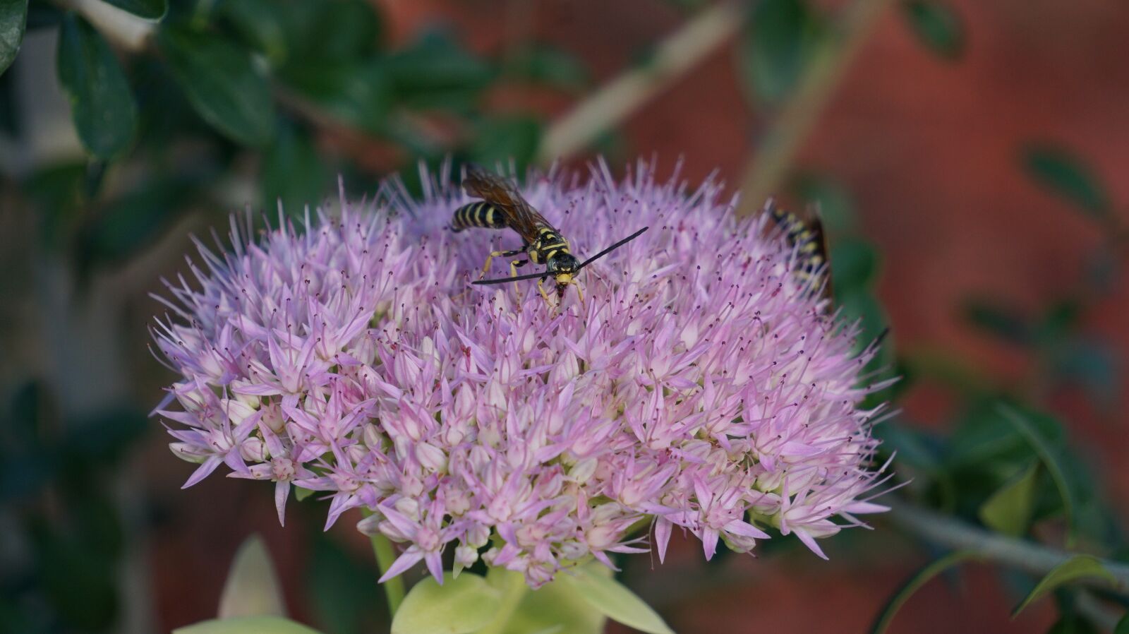 Sony a6000 sample photo. Sedum spectabile, insects, bee photography
