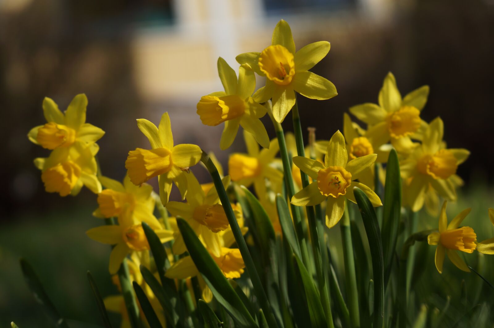 28-70mm F3.5-5.6 OSS sample photo. Narcissus, daffodil, flowers photography