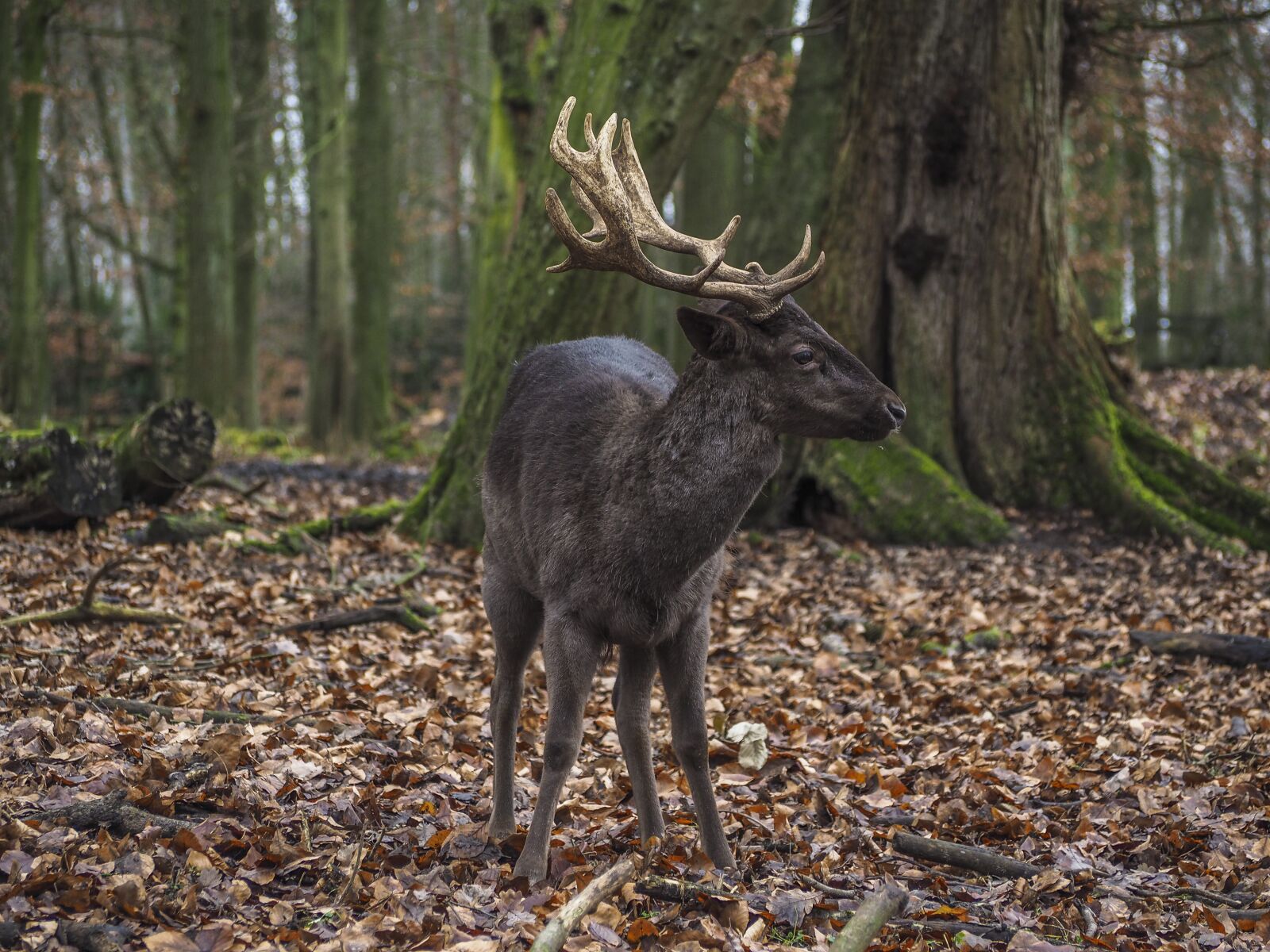 Olympus OM-D E-M10 sample photo. Animal, hirsch, nature photography