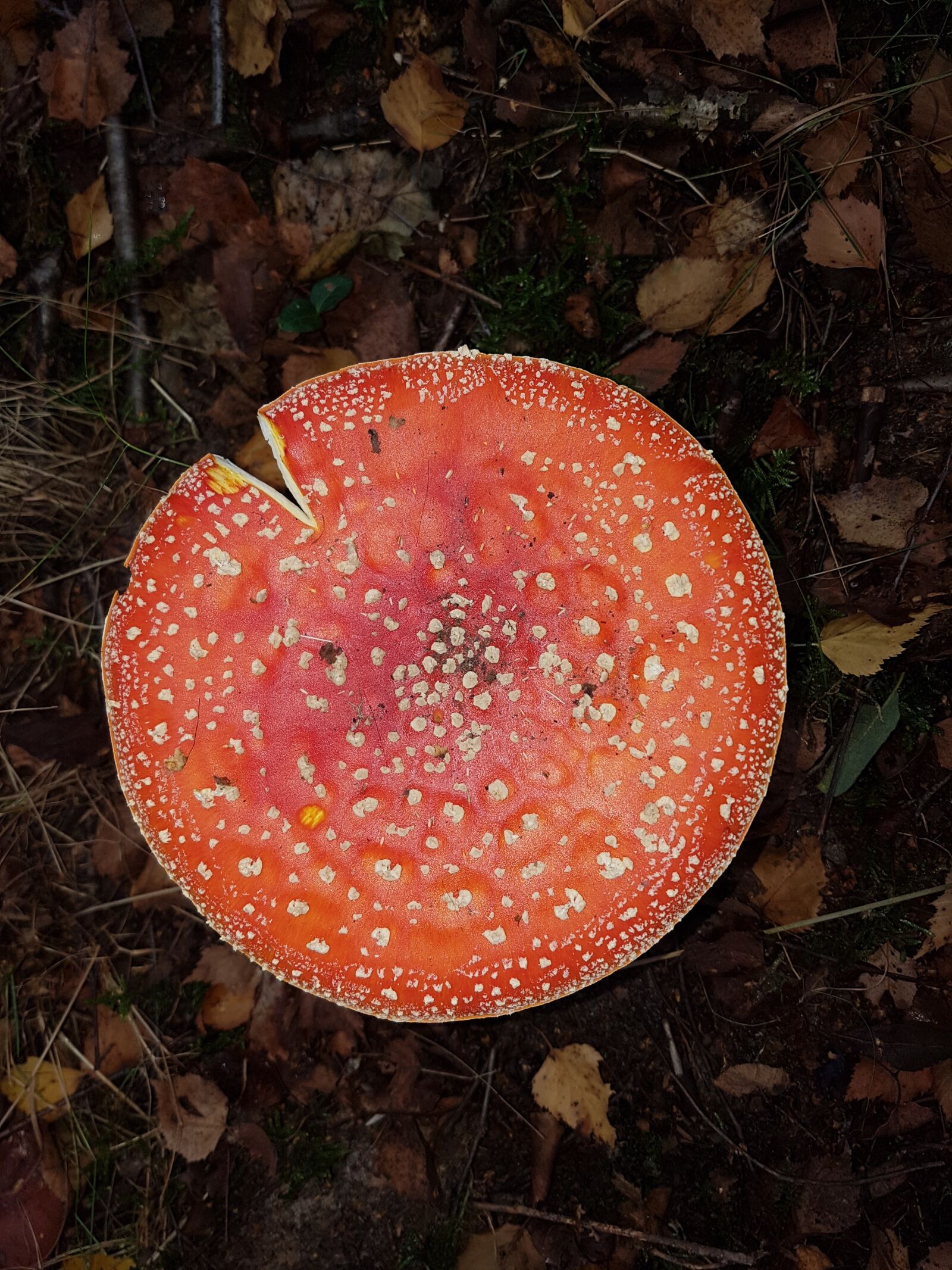 Samsung Galaxy S7 Edge sample photo. Mushrooms, autumn, forest photography