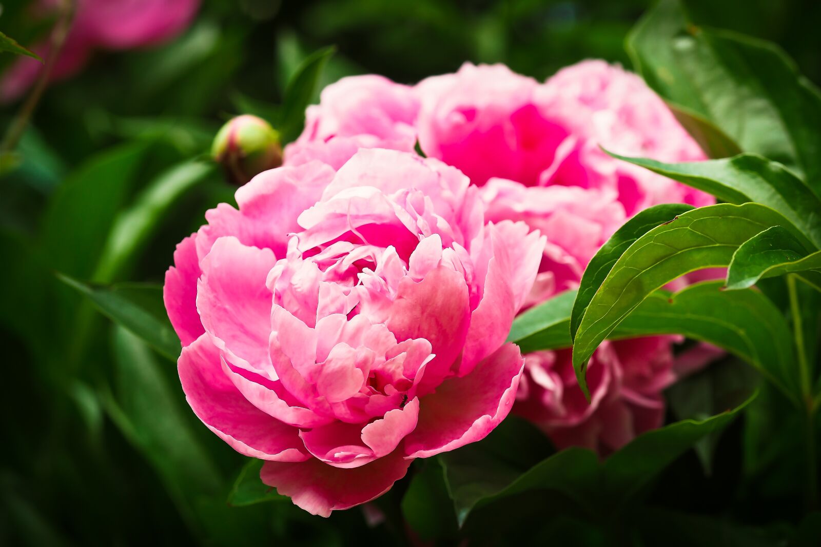 Olympus OM-D E-M10 sample photo. Rose, flower, pink rose photography