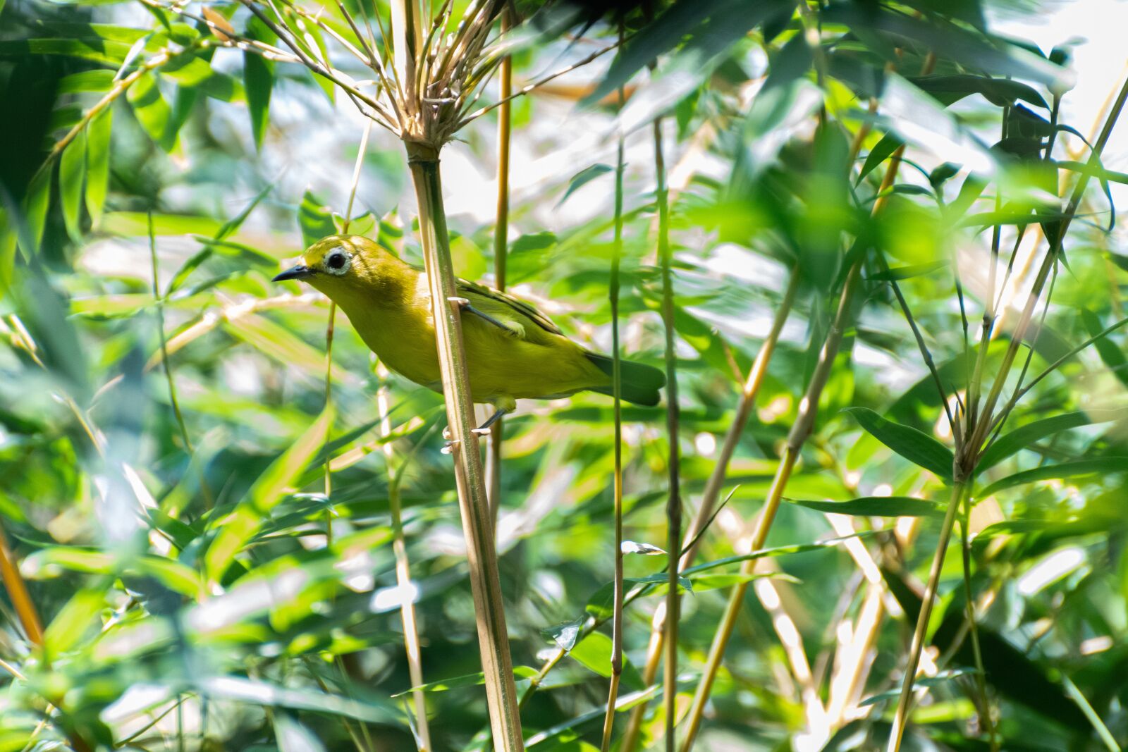 Nikon D500 sample photo. Javan white-eye, bird, animal photography
