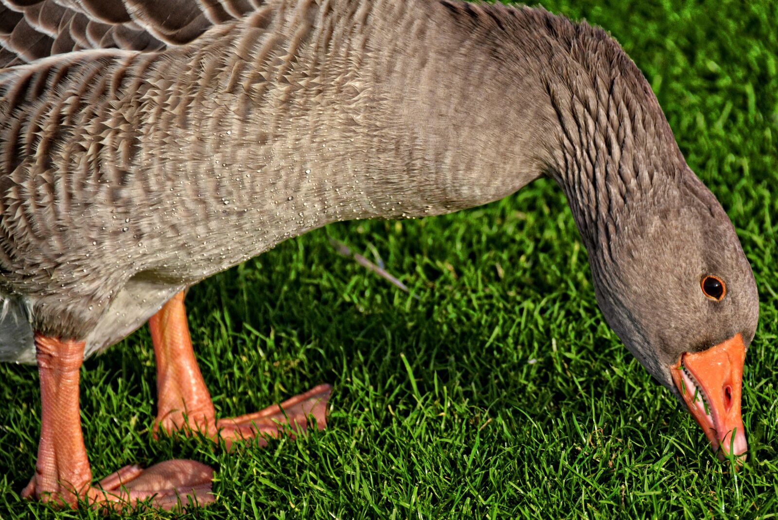 Nikon D7100 sample photo. Goose, birds, aquatic photography