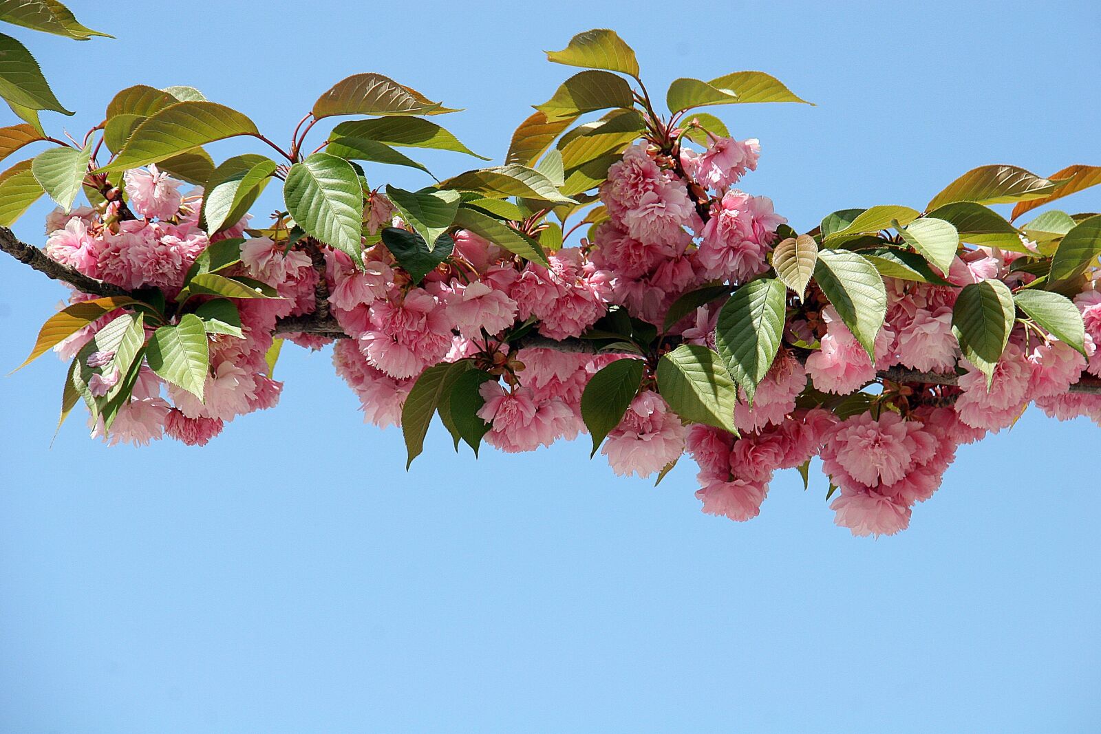 Canon EOS 20D sample photo. Cherry blossom, flowers, spring photography