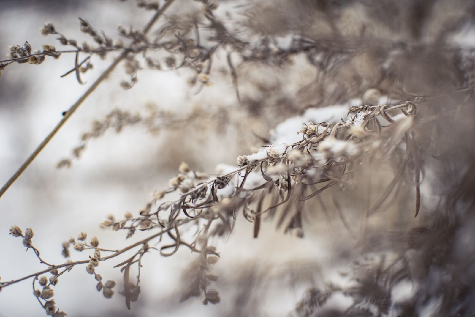 Nikon D5300 sample photo. Snow, winter, plants photography