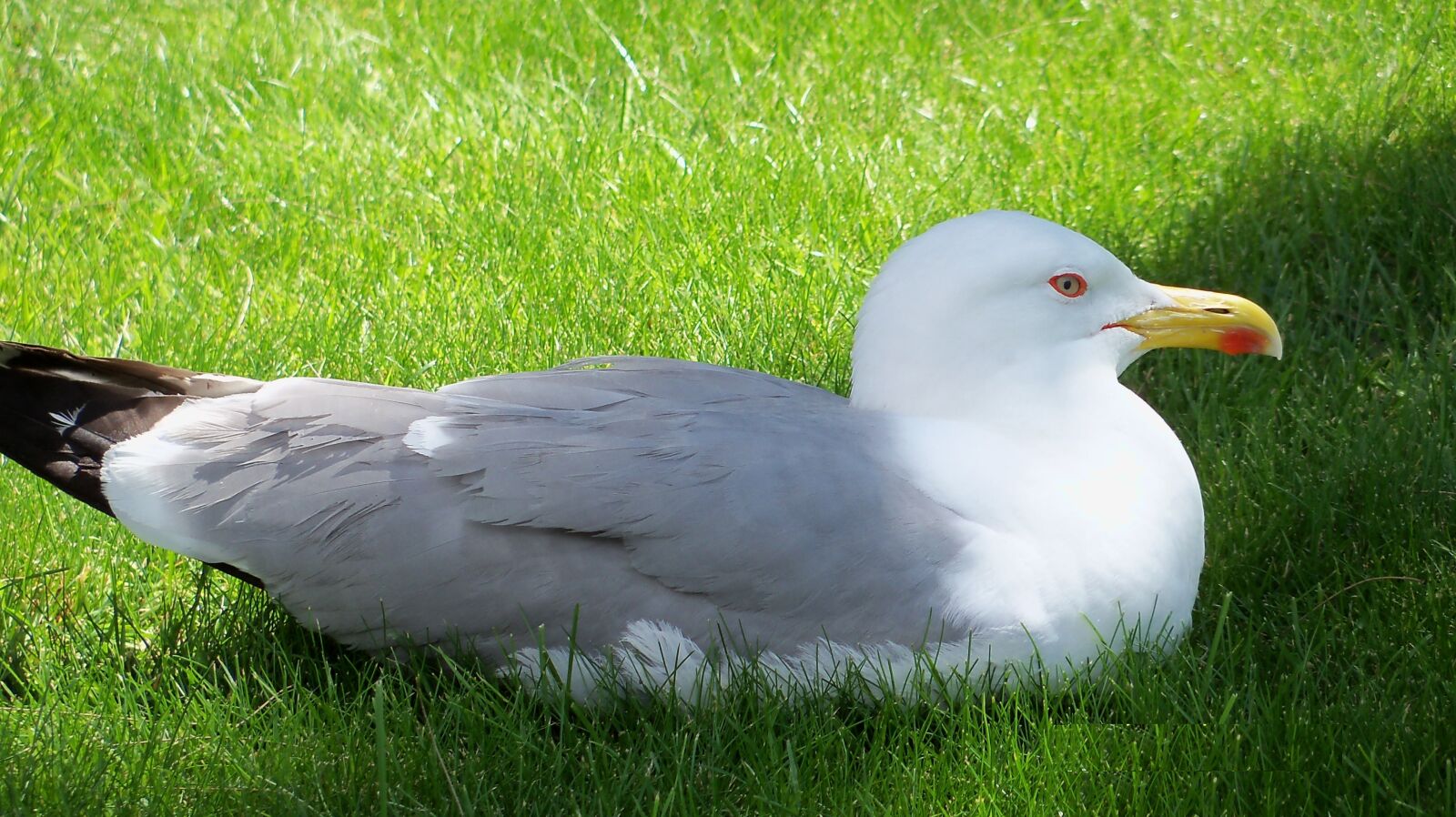 Kodak EasyShare Z915 sample photo. Seagull, birds, beak photography