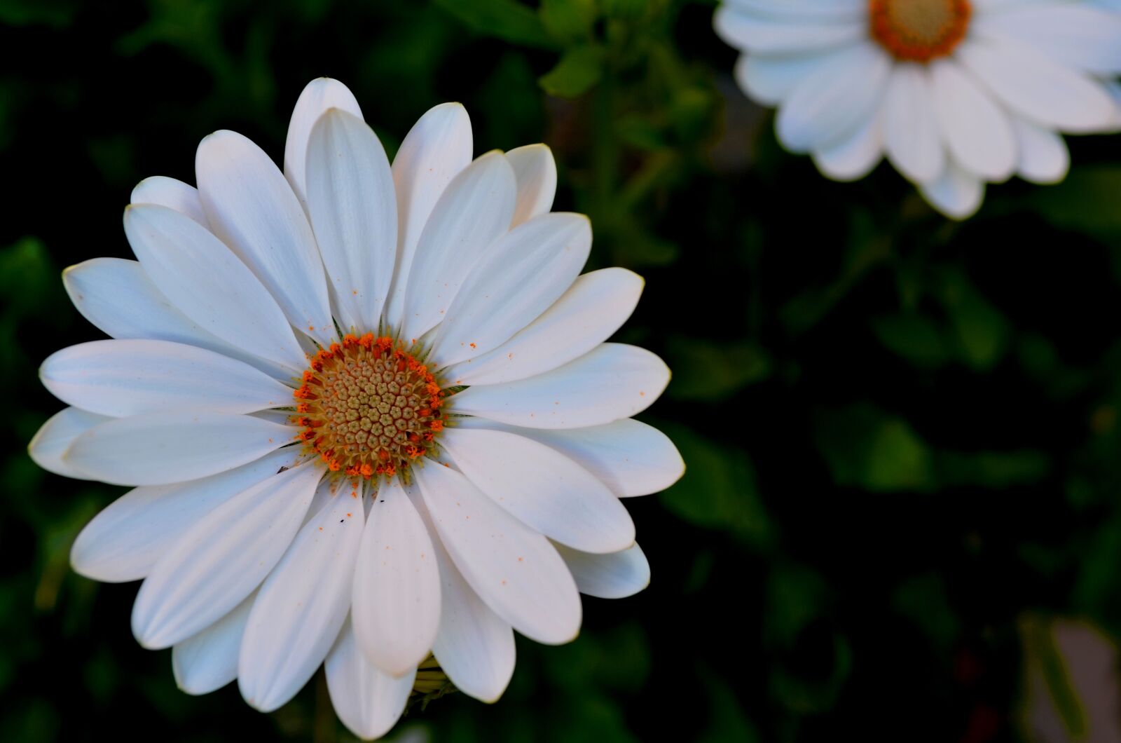 Nikon D5100 sample photo. Flowers, margaret, macro photography