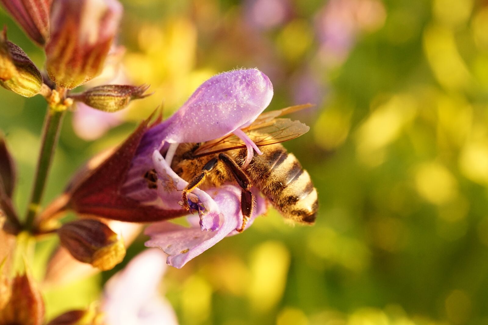 Пчела питается нектаром. Пиксабай пчелы. Пчела с нектаром. Пчела собирает нектар. Хоботок шмеля.