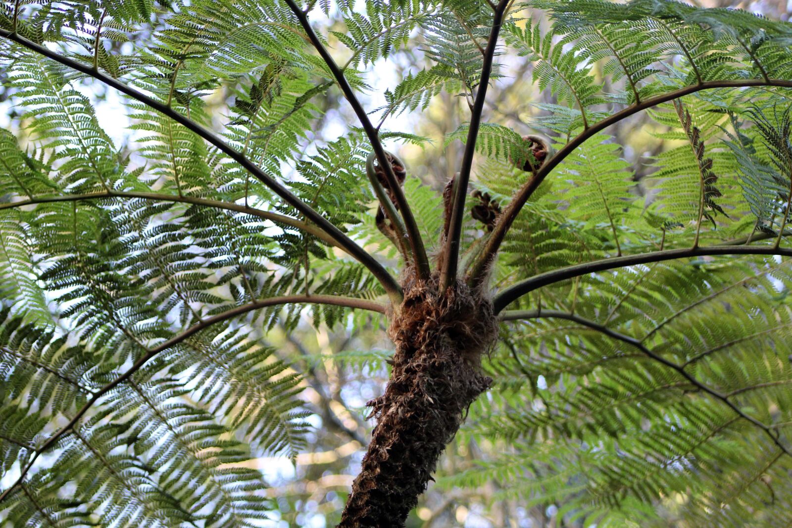 Canon EF75-300mm f/4-5.6 sample photo. Sintra, flowers, forest photography