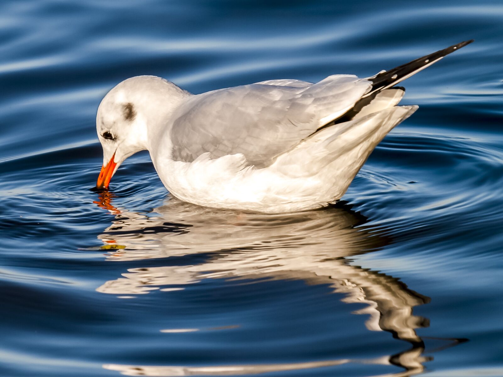Olympus E-3 sample photo. Black headed gull, seagull photography