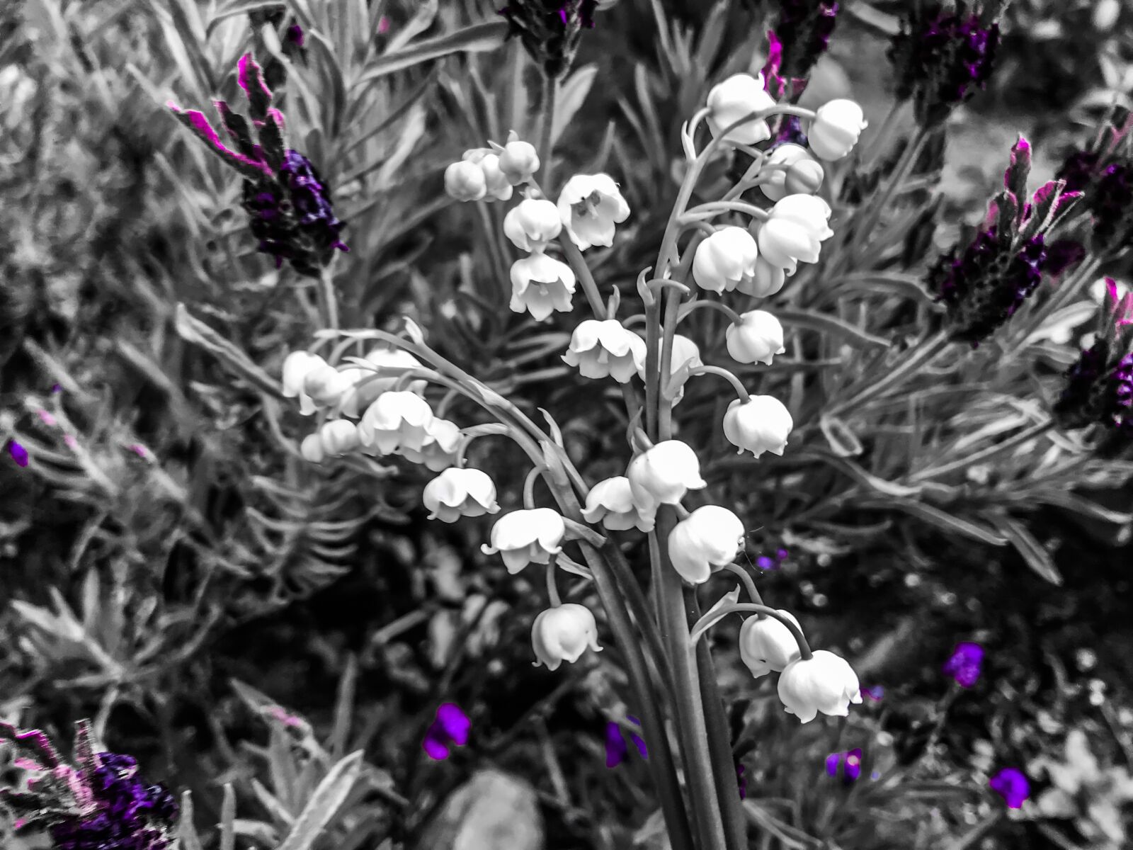 iPhone 7 back camera 3.99mm f/1.8 sample photo. Lily of the valley photography