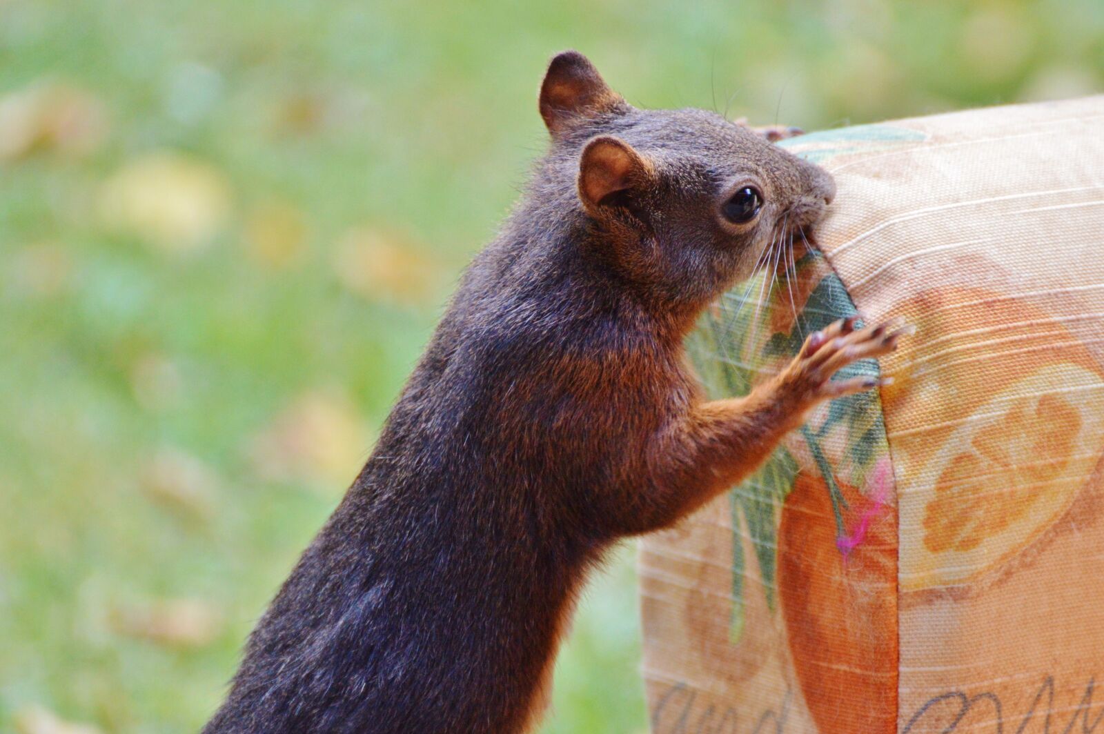 Nikon D3200 sample photo. Squirrel, verifiable kitten, rodent photography