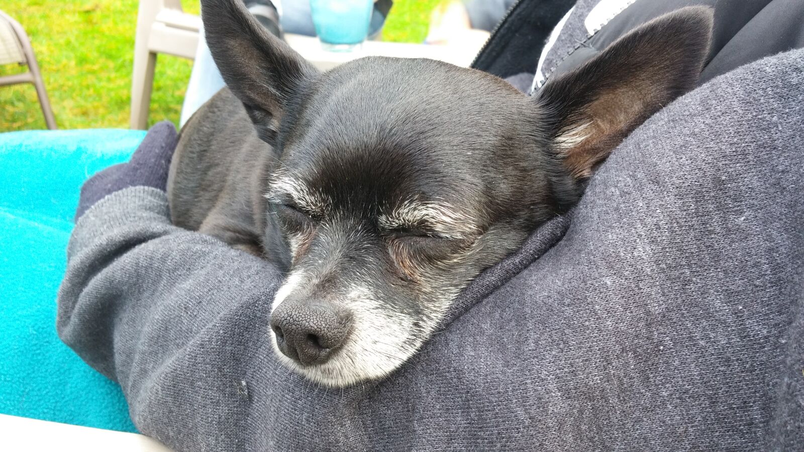 LG G3 sample photo. Dog, chihuahua, sleeping photography