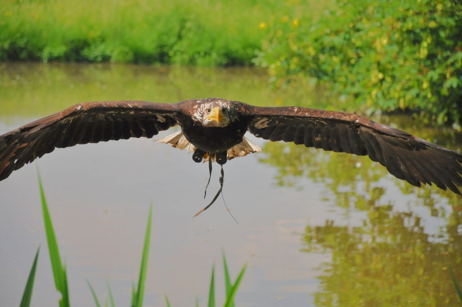 Nikon D90 sample photo. Bird, eagle, animal photography