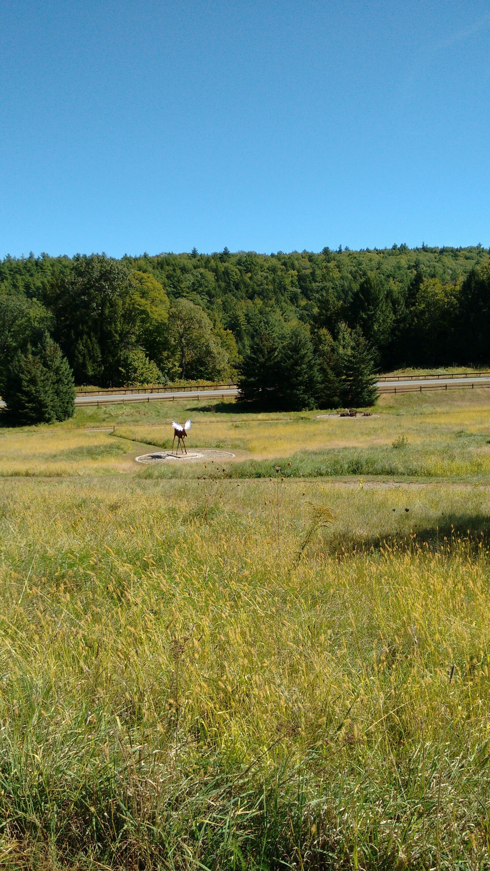 Motorola XT1063 sample photo. Grass, field, moose photography