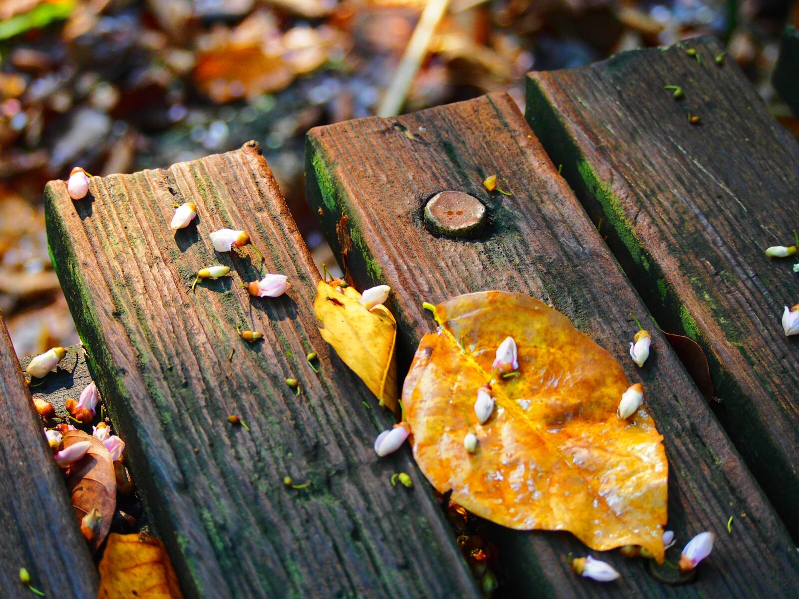 Olympus OM-D E-M5 sample photo. Fallen, leaves, wood photography