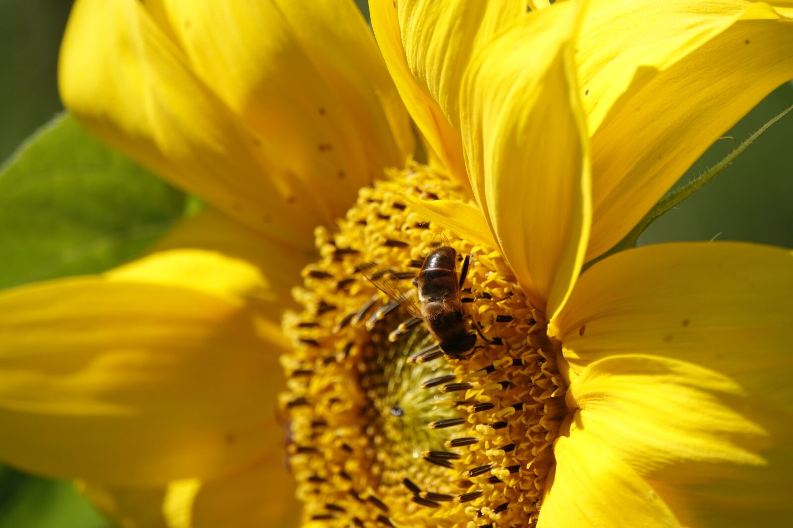 Sony Cyber-shot DSC-RX10 IV sample photo. Sunflower, bee, bees photography