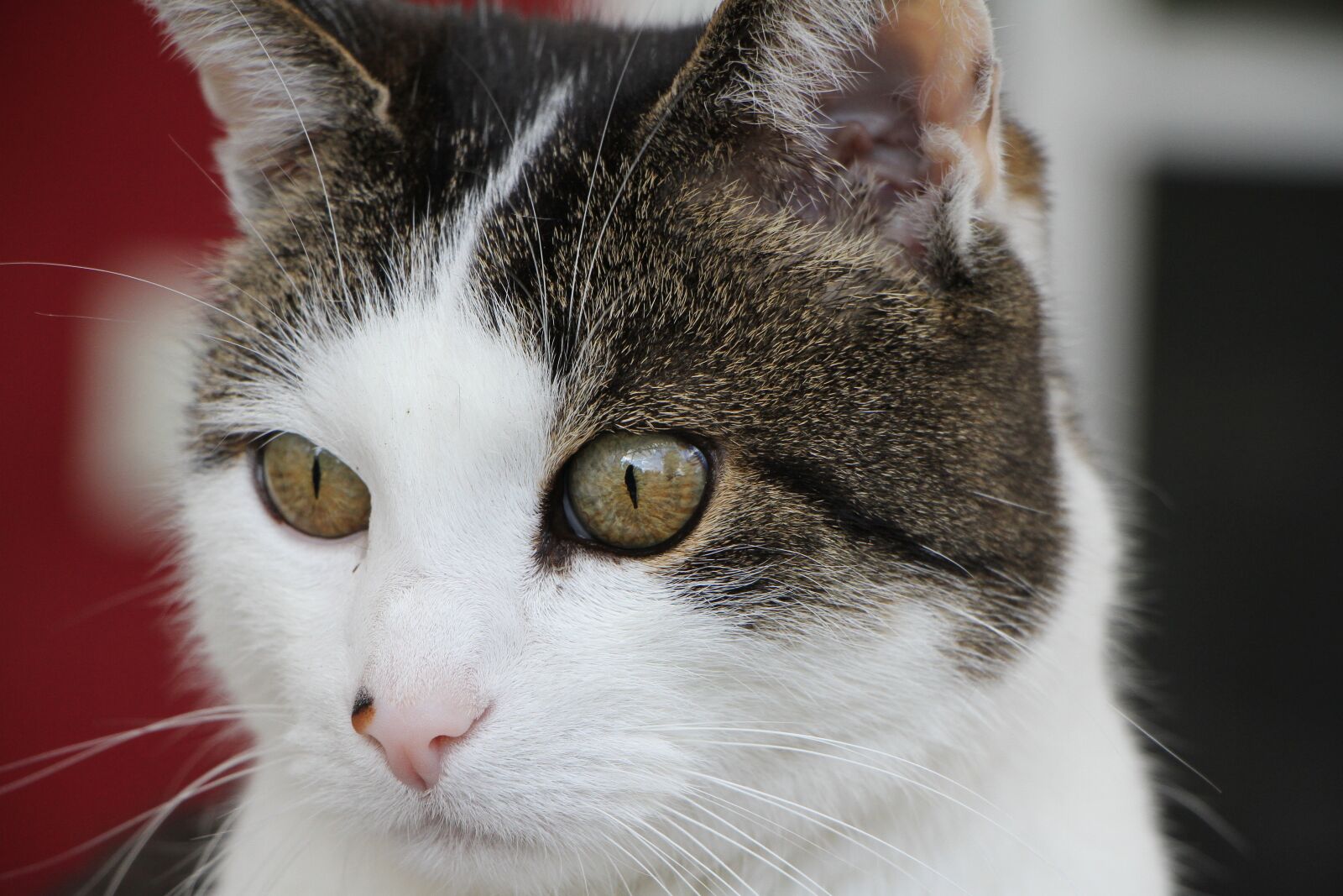 Canon EOS 7D + Canon EF-S 18-135mm F3.5-5.6 IS STM sample photo. Cat, beautiful, mackerel photography