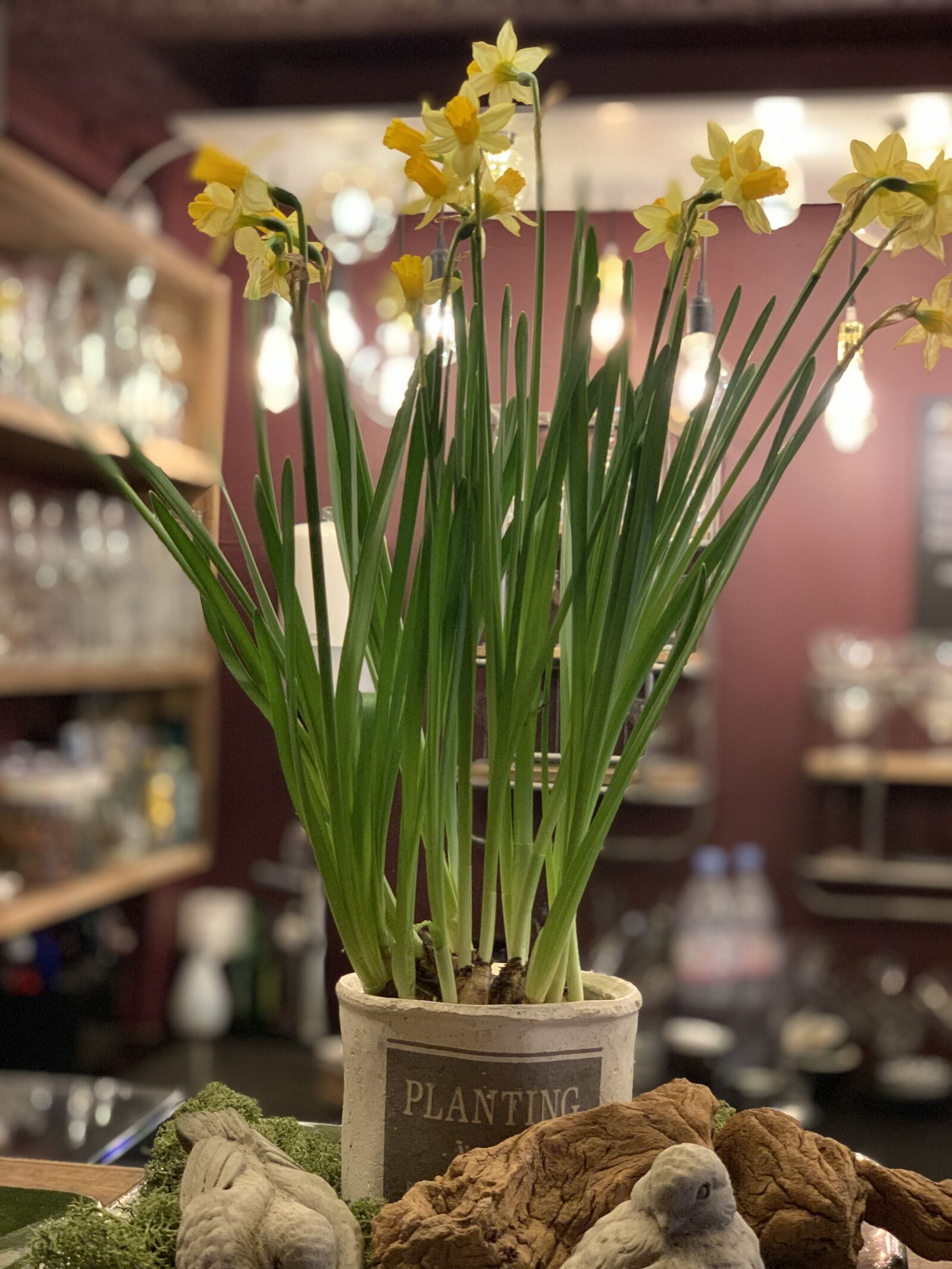 iPhone XS back dual camera 6mm f/2.4 sample photo. Daffodils, flowers, deco photography