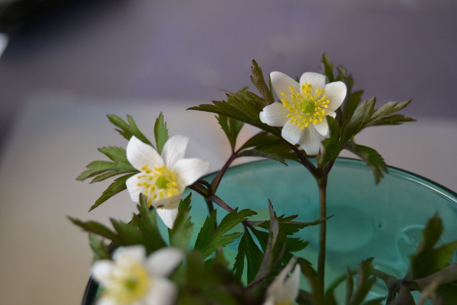 Nikon D3100 sample photo. Wood anemone, spring, white photography