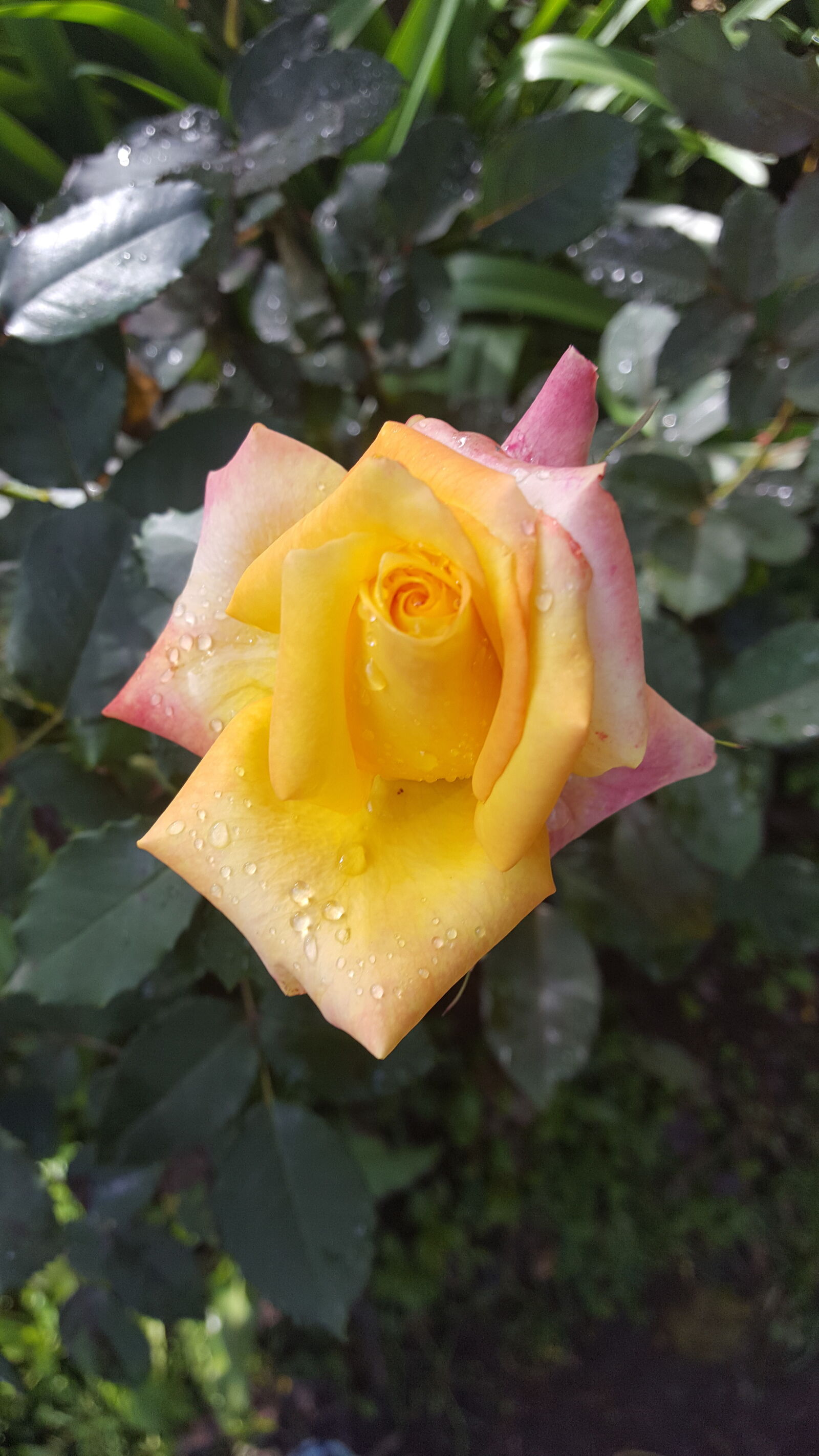 Samsung GALAXY S6 edge sample photo. Rose photography