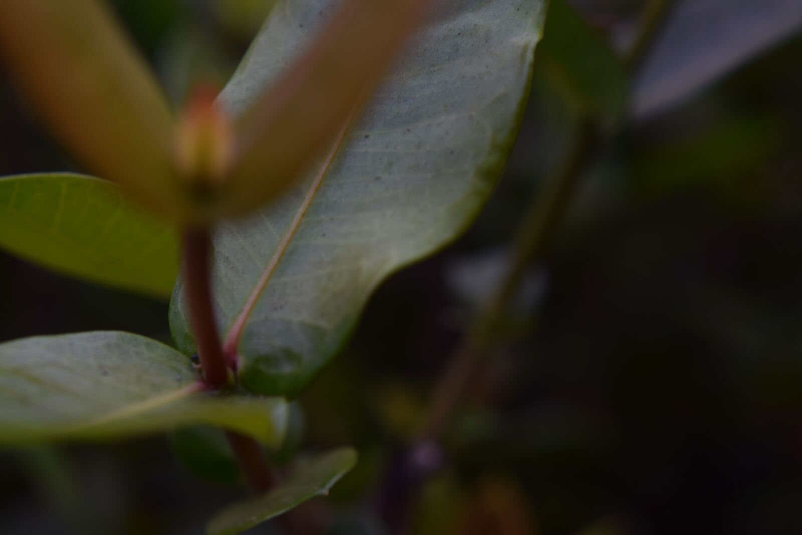 Nikon D3300 sample photo. Plant, green, leaves photography