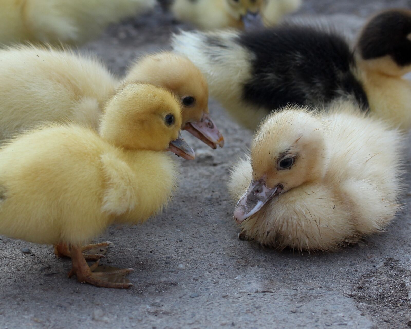 Canon EF-S 60mm F2.8 Macro USM sample photo. Duckling, fluffy, cute photography