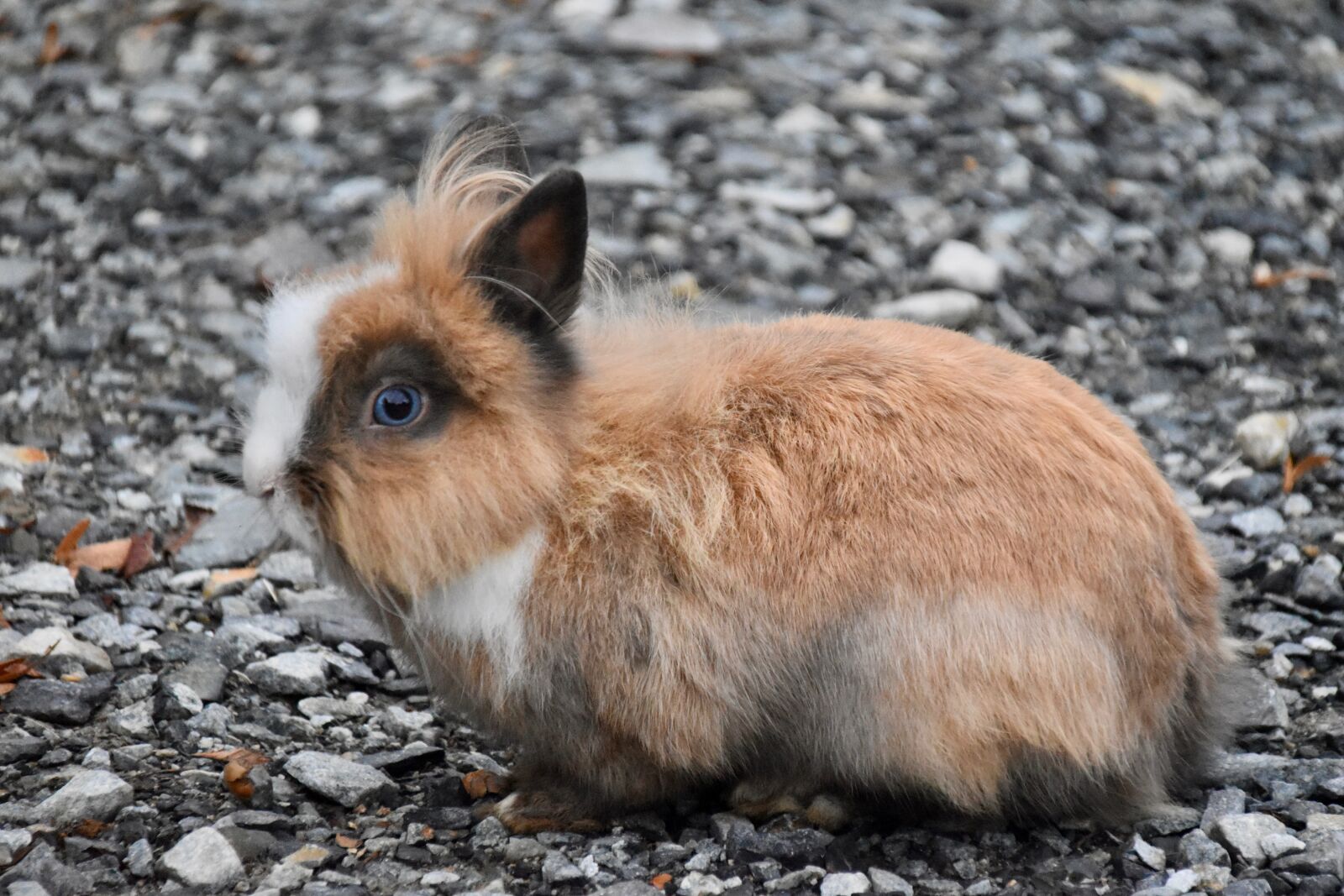 Nikon D5600 sample photo. Rabbit, rabbit familiar, rabbit photography