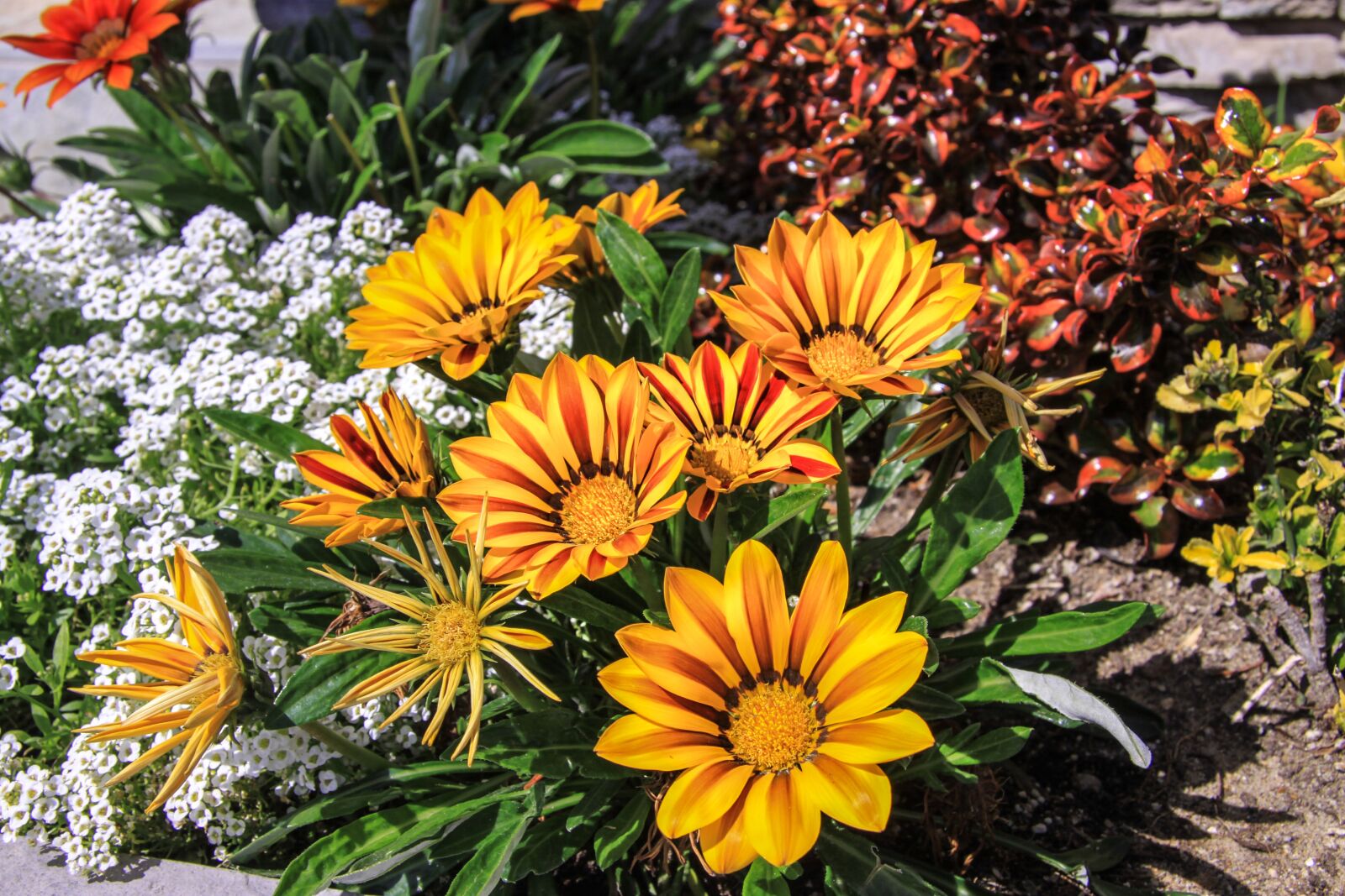 Canon EF-S 17-85mm F4-5.6 IS USM sample photo. Flowers, september 1, classes photography