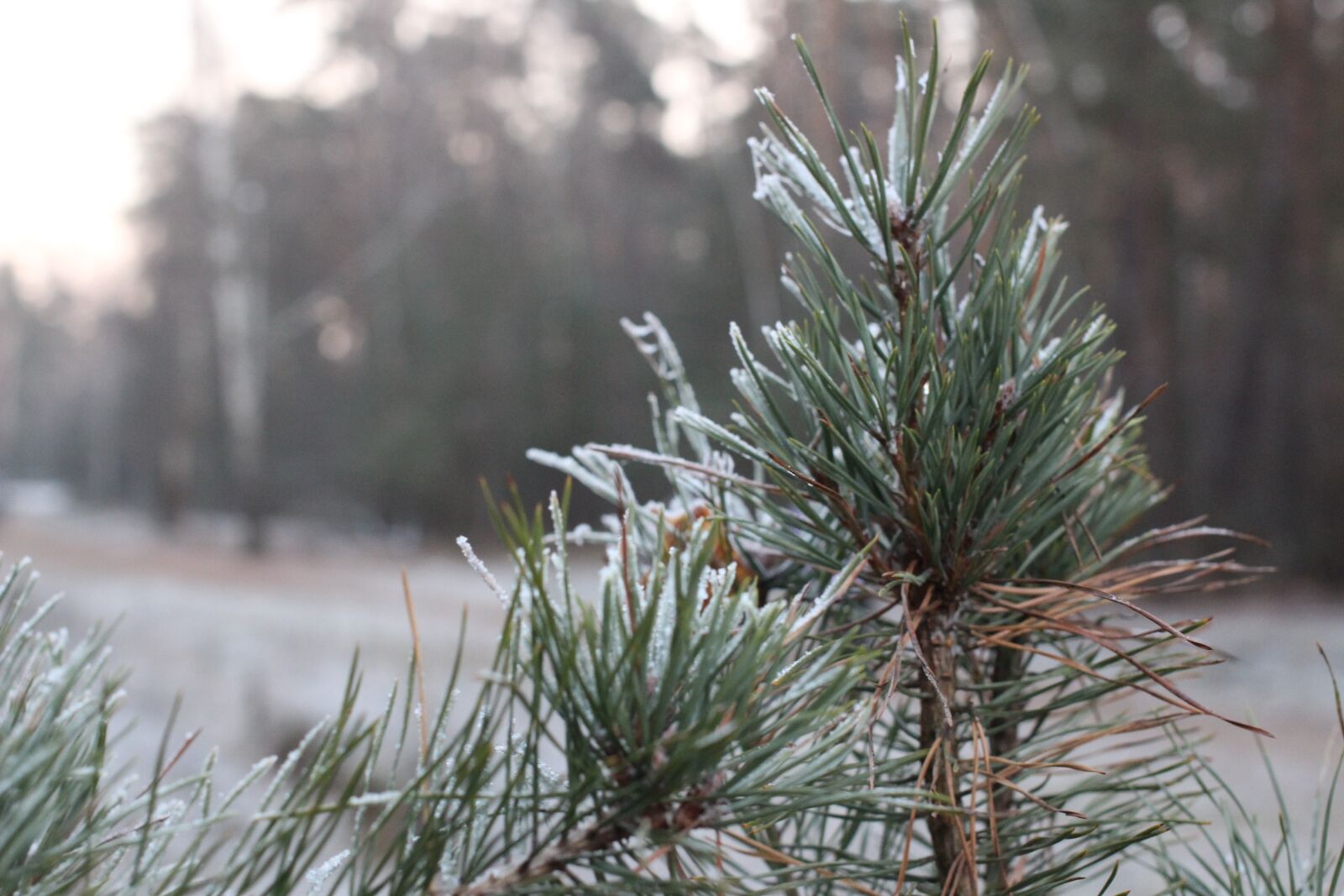 Canon EOS 650D (EOS Rebel T4i / EOS Kiss X6i) + Canon EF 40mm F2.8 STM sample photo. Winter, spruce, leann photography