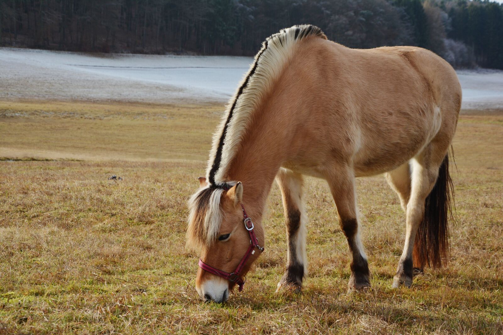 Nikon D5200 sample photo. Horse, norwegian fjord horse photography